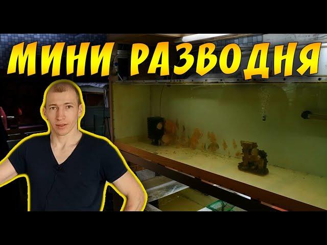 ОБЗОР МАЛЕНЬКОЙ РАЗВОДНИ СЕРЕГИ ХАРЬКОВ!