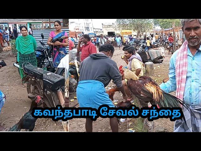 இந்தவாரம்  கவுந்தப்பாடி சேவல் சந்தை / kavindapadi sandhai / seval market in erode