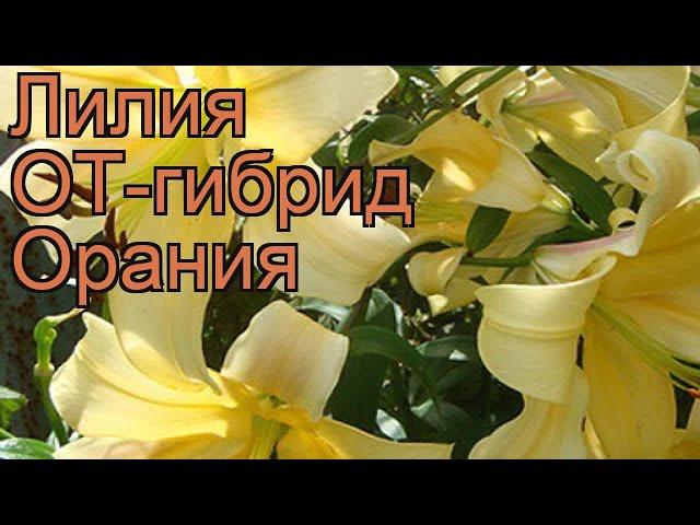 Лилия от-гибрид Орания (lilium ot-hybrid orania)  Орания обзор: как сажать, луковицы лилии Орания