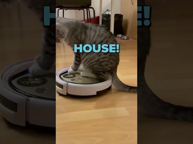 Cat Rides Around The House On A Robot Vacuum 