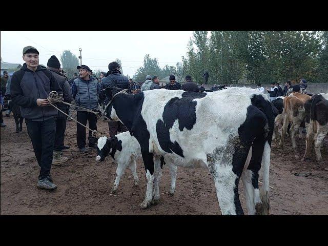 Gurumsaroy mol bozori sigirlar va ģunajinlar narhlari bilan tanishing 24.10.2024yil