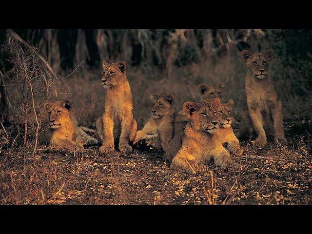 Grandes documentales - Cazadores de África: La manada adolescente