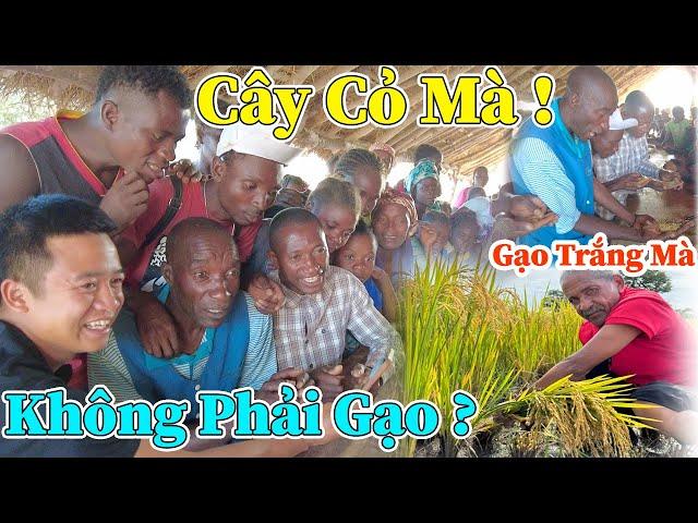 Công Giáp || Chúng Tôi Không Tin Đây Là Gạo ? Cháu Nói Dối, Hàng Trăm Người Dân Đều Nói Là Cây Cỏ ?