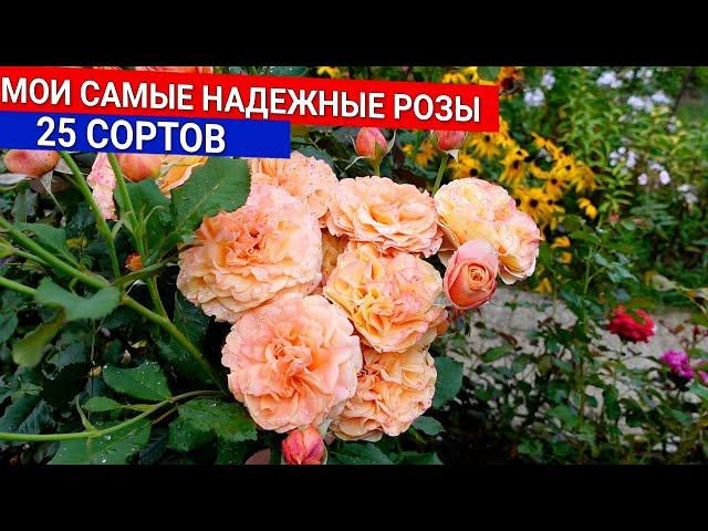 Мои самые надежные розы 25 сортов