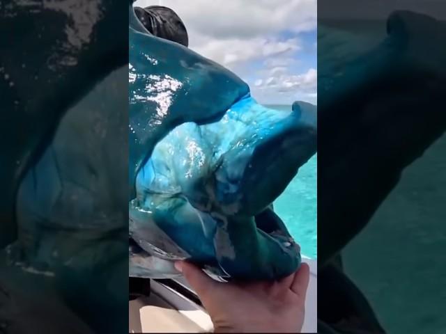 They did release this fish safely.