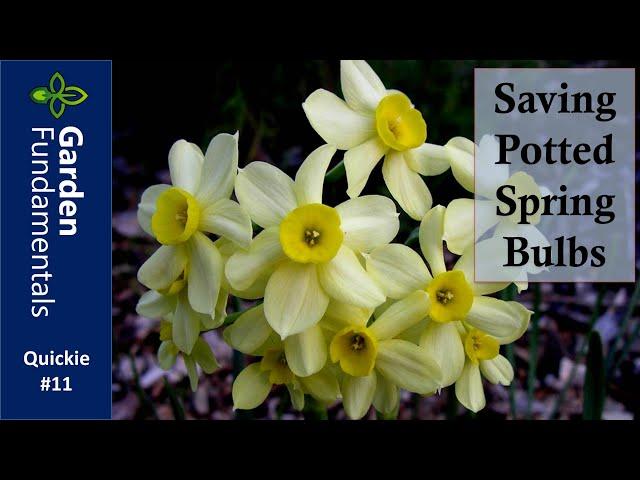 Potted Spring Bulbs Are Done - Now What? ⏳⌚️⌛️ Garden Quickie #11