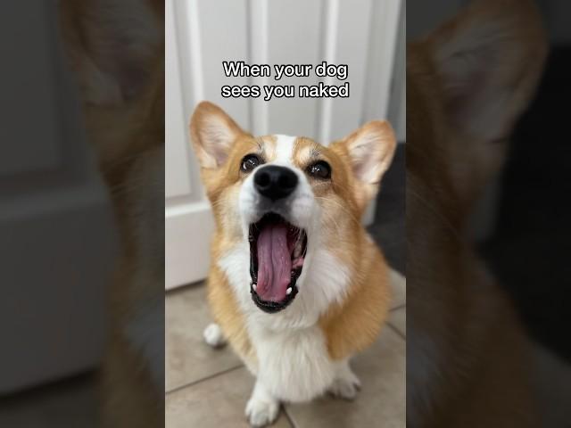 Corgi gets traumatized!