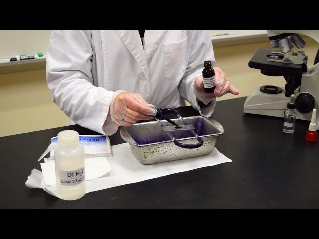 How to Perform a Simple Stain - MCCC Microbiology