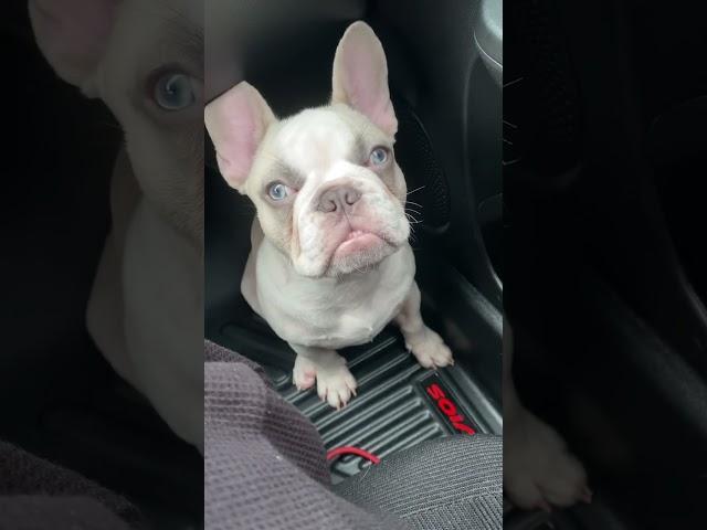 #dog #doglover #puppy #foryou #foryoupage #fypシ #fypシ゚viral #fy #fyp #car #frenchbulldog #bulldogs