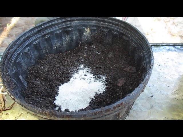 Fertilizing Tip for Amaryllis Hippeastrum