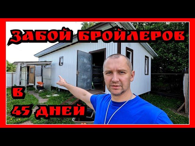 РЕАЛЬНЫЙ ВЕС БРОЙЛЕРА в 45 дней / Ох уж эти сказки, ох уж эти сказочники