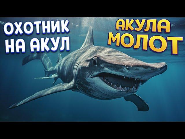 АКУЛА МОЛОТ ОХОТНИК НА АКУЛ ( Feed and Grow: Fish )