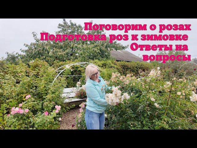 Поговорим о розах.Подготовка роз к зимовке️. Ответы на вопросы.