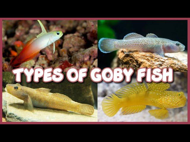 Types of Goby Fish | Both Freshwater & Saltwater Gobies