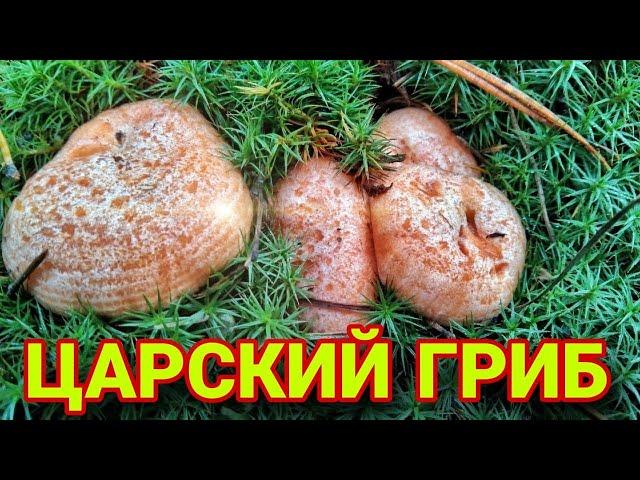 ЦАРСКИЙ ГРИБ РЫЖИК. ПОШЛИ РОДИМЫЕ!!! Сбор грибов 2023