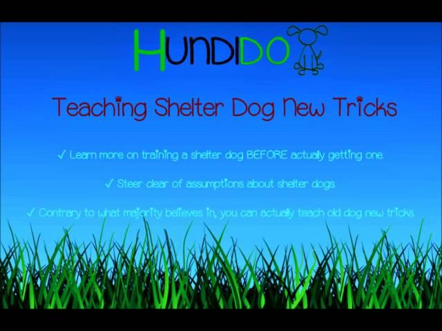 Teaching Shelter Dog New Tricks