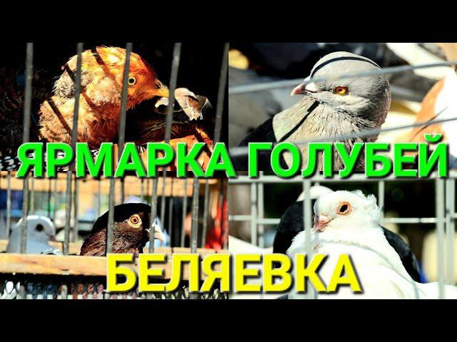 Ярмарка голубей и декоративной птицы. Беляевка. Одесская область. Кролики. Нутрии. Голуби. #зоотроп