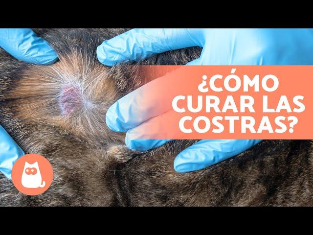 6 TRATAMIENTOS CASEROS para las COSTRAS en GATOS 