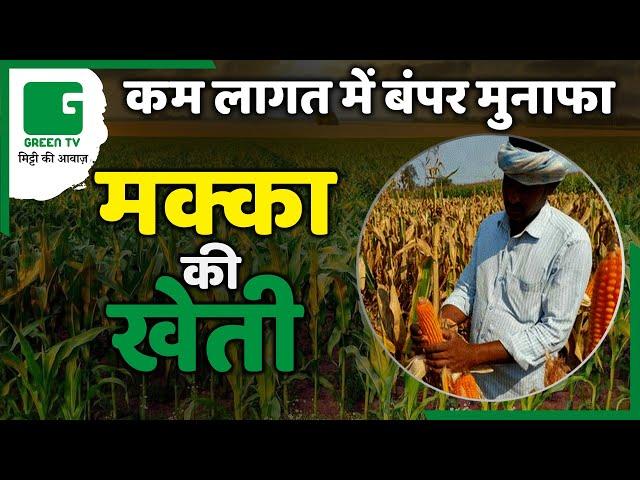 किसान कम लागत में पाए बंपर मुनाफा करे Maize Farming | मक्का की खेती | Maize Cultivation | Green TV