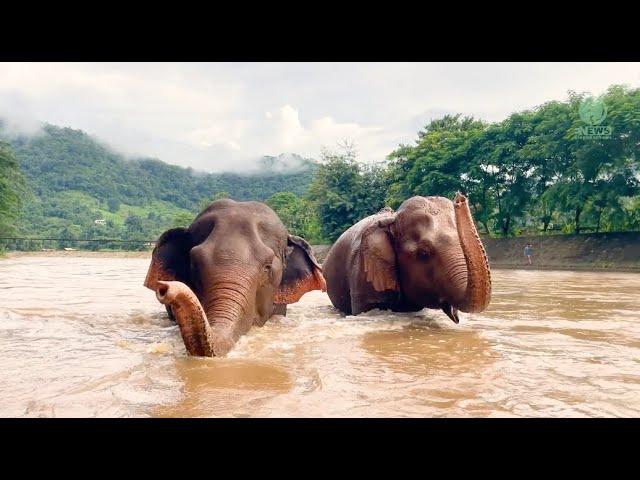 Elephant Compassion: Sao Yai's Care for Blind Mae Lanna - ElephantNews