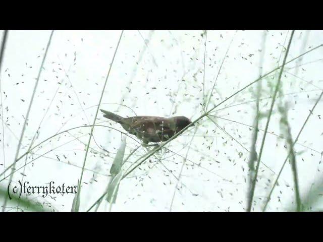 Lonchura Maja | Bird with brown body color and white head to neck