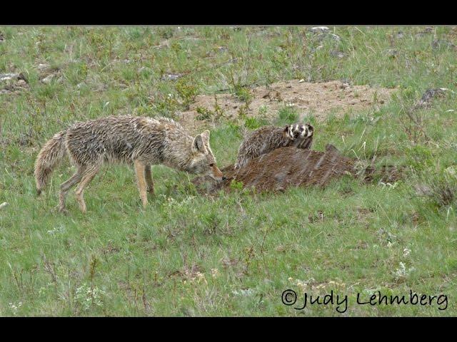 Rare - A Badger and a Coyote Hunting Together