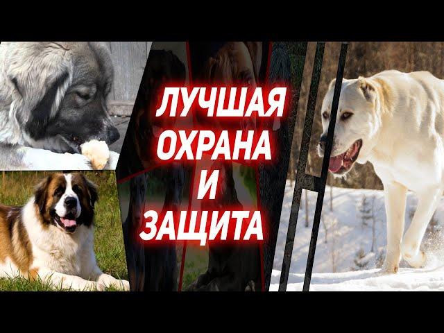 ЛУЧШИЕ СОБАКИ ОХРАННИКИ / Топ 8 Пород собак для Охраны