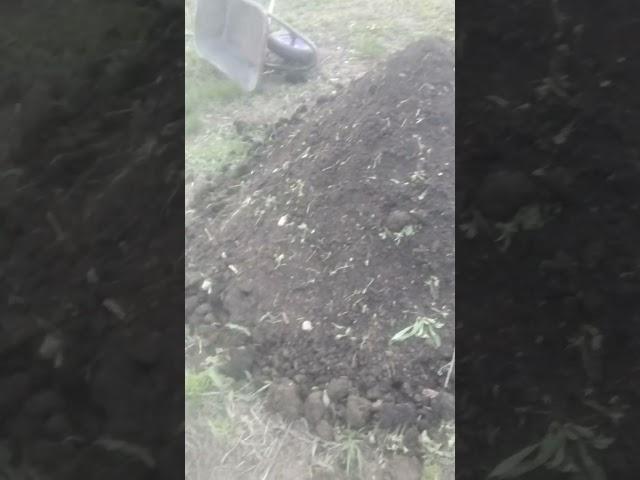 сегодня опять возил перегной . подготовка к посадке картошки .