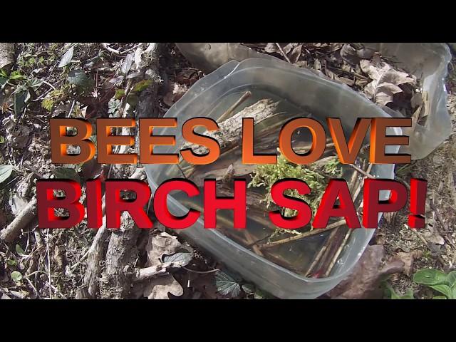 Bees love birch sap!