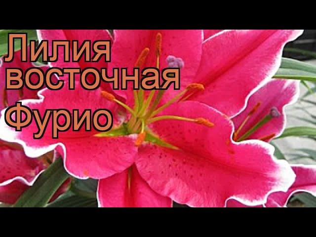 Лилия восточная Фурио (lilium)  восточная лилия Фурио обзор: как сажать, луковицы лилии Фурио