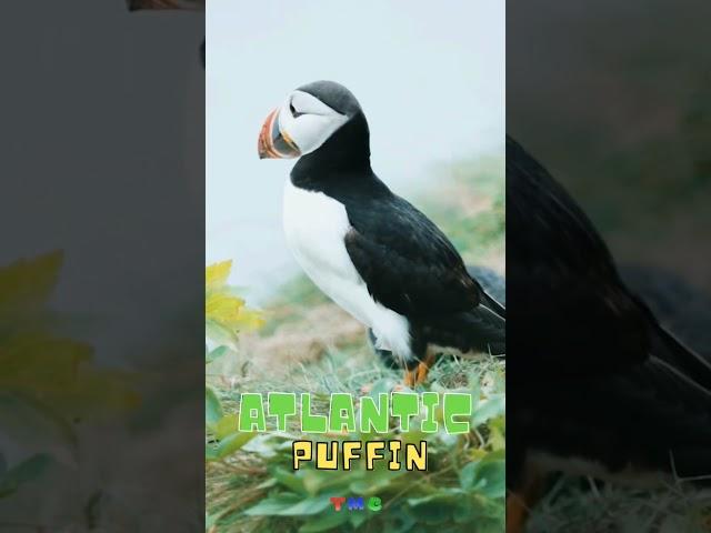 The Atlantic Puffin | Learn some interesting #kidslearning #puffins #puffin #birds #fact