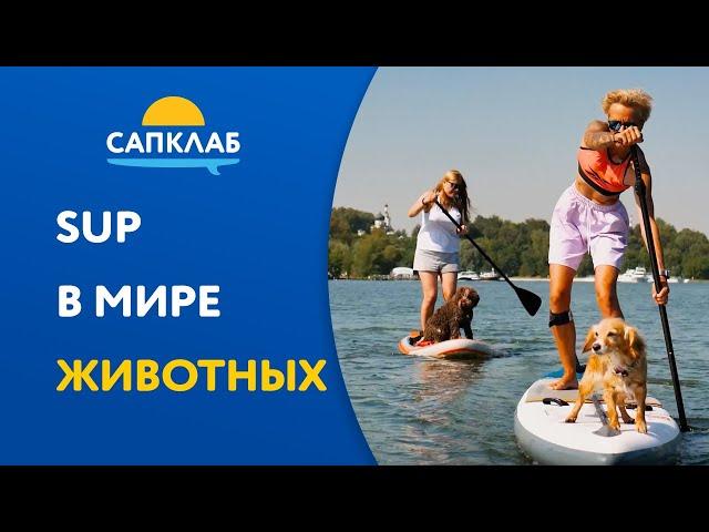 САП с собакой | SUP в мире животных