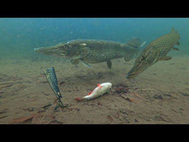 Pike Fishermen MUST Watch This Video!