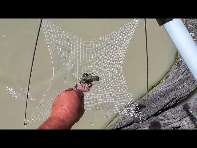 Catching Yabbies With Genuine Crawfish Nets