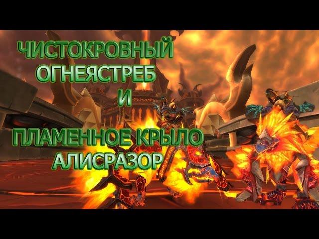 ЧИСТОКРОВНЫЙ ОГНЕЯСТРЕБ.ПЛАМЕННОЕ КРЫЛО АЛИСРАЗОР.Где падает?Где взять?