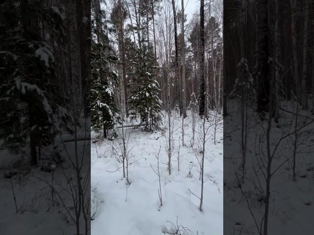 Рассвет в тайге.