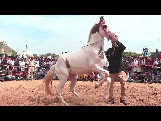 Horse Dance Competition at the Pushkar Cattle Fair, Rajasthan | Pushkar Mela