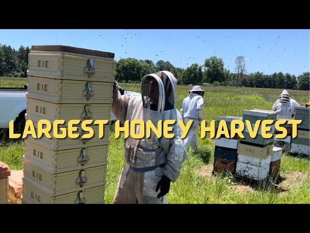 Huge Record Setting Honey Harvest (Part 1) Pulling Honey