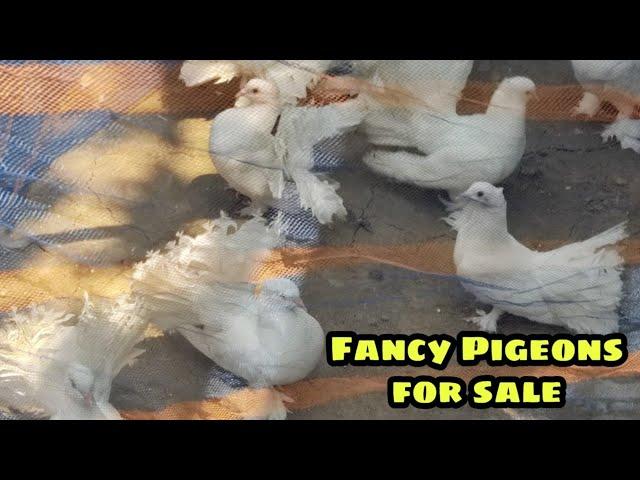 Fancy Pigeons for sale at MM fancy pigeon breeding farm Kolkata West Bengal