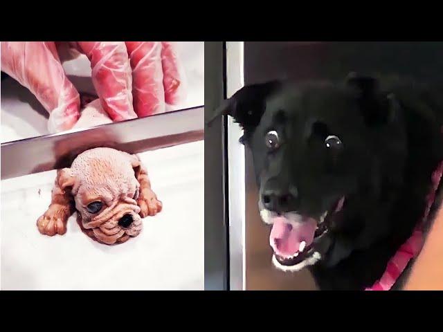 Dog Reaction to Cutting Cake - Funny Dog Cake Reaction Compilation | Animals Life