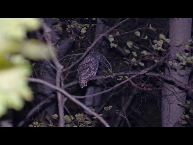 Голос серой неясыти. The voice of the grey owl