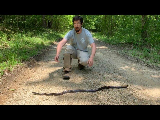 Is the Black Rat Snake Aggressive?