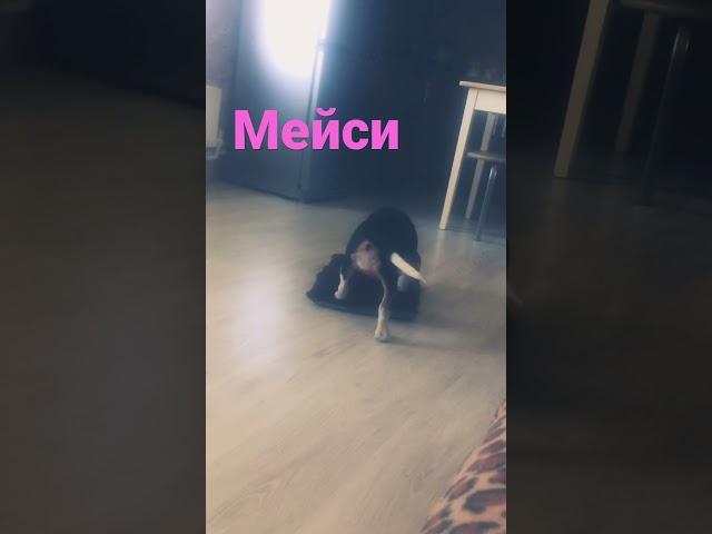 Смешное видео Бигль мейси