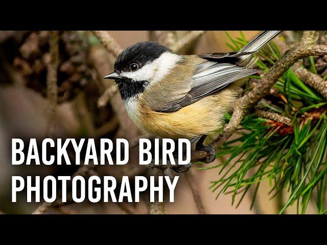 Backyard Bird Photography