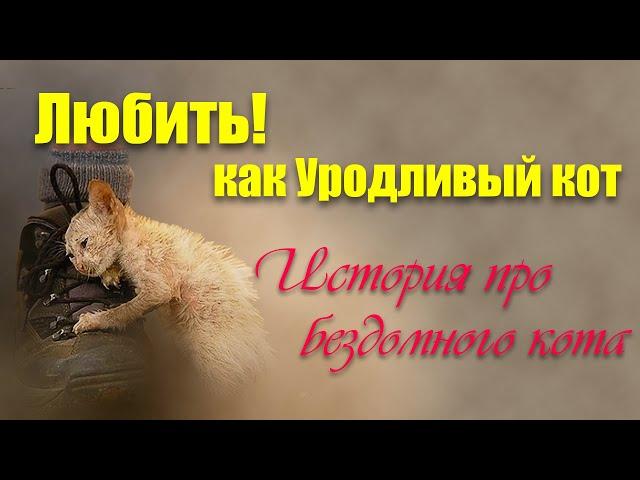 История про бездомного кота | Любить! как Уродливый кот