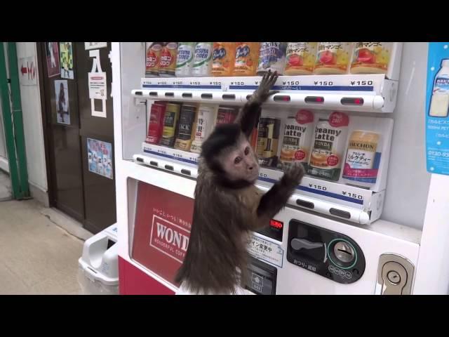 World's Most Intelligent Monkey