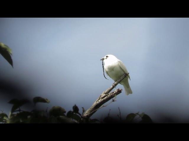 White Bellbird! World Loudest Bird! 