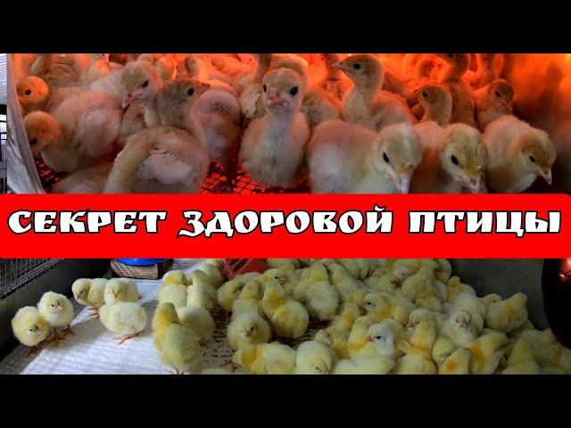 Пропойки для бройлера, индейки, несушки и другой птицы от "Годуновского бройлера"