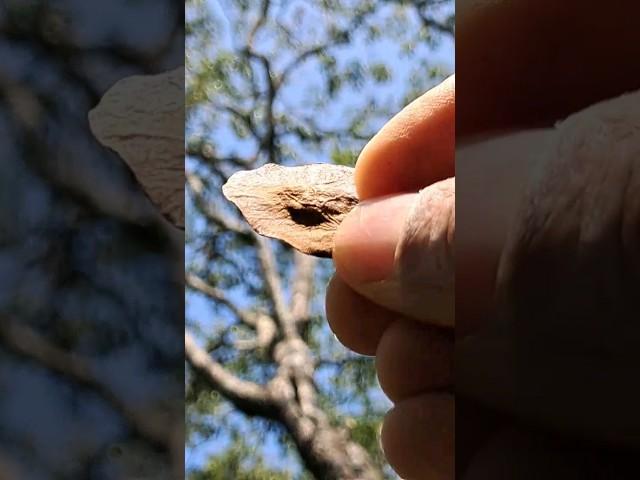 When struck with an iron hammer, what happens to a Venga tree seed?