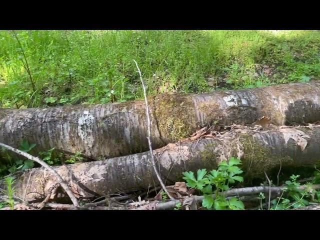 Elizabeth Starker Cameron Demonstration Forest- OSU College of Forestry